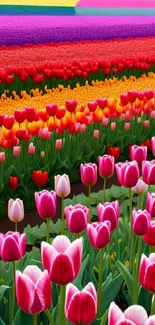 A colorful field of tulips in pink, red, and orange, set against a natural backdrop.