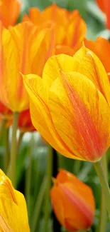 Vibrant orange and yellow tulip field in bloom.