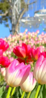 Colorful tulip field with clear blue sky.