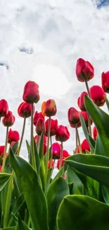 Vibrant red tulips against a bright sky.