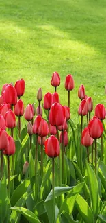 Red tulips in a field against a lush green grass background.
