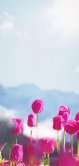 Pink tulips in front of serene blue mountains under a bright sky.