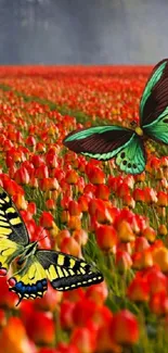 A vibrant tulip field with colorful butterflies.