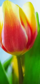 Close-up of a vibrant red and yellow tulip with green leaves.