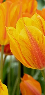 Vivid orange and yellow tulips in vibrant floral wallpaper.