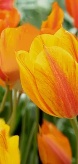 Vibrant orange and yellow tulips in full bloom, perfect for wallpaper.