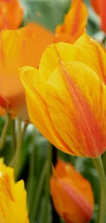 Bright orange tulips with green stems in vibrant display.