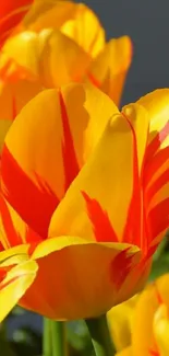 Vibrant tulip flowers with orange and yellow petals captured in sunlight.