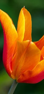 Close-up of a vibrant orange tulip flower with green background.