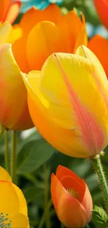 Vibrant tulip flowers in yellow and orange shades with lush green leaves.