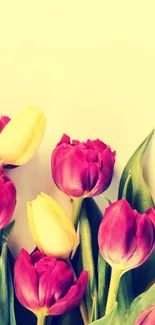 Vibrant tulip flower wallpaper with red and yellow blooms on a light background.