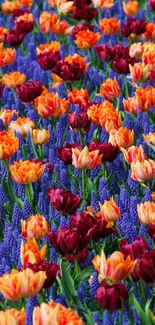 A vibrant display of red and orange tulips amid purple flowers.