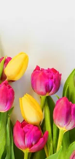 Bright pink and yellow tulips on a smartphone wallpaper.