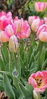 Vibrant pink tulips in a lush green garden with delicate leaves.