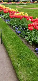 Vibrant tulips along a green garden path.