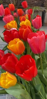 Vibrant red and yellow tulips in a garden setting.