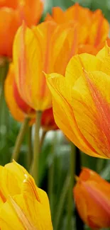 Bright orange and yellow tulips in full bloom.