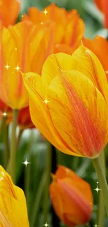 Vibrant orange and yellow tulips in a lush garden.