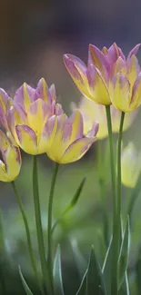 Vibrant yellow and pink tulips in a lush garden setting.