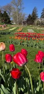 Bright tulip garden with vibrant colors under a clear blue sky.