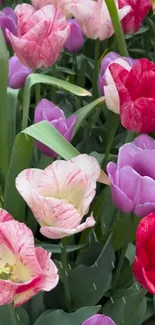 Colorful tulip flowers in a vibrant garden setting, featuring red, pink, and purple hues.