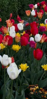 Mobile wallpaper with red, yellow, and white tulips in a vibrant garden setting.