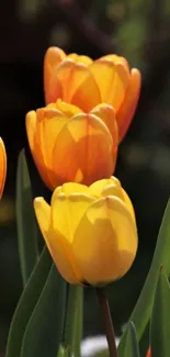 Four vibrant orange and yellow tulips with green leaves.