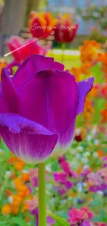 Purple tulip and flowers in vibrant garden wallpaper.