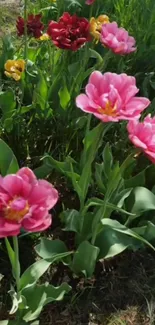 Blooming pink and red tulips in a lush garden scene.