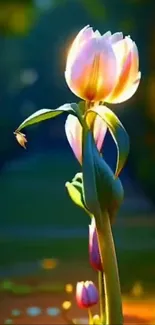 Vibrant tulip glowing in sunlight with a dark green garden background.