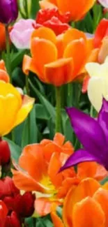 Colorful tulip garden wallpaper with vibrant flowers.