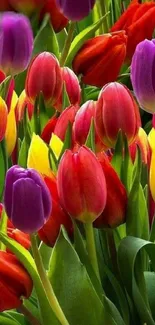 Vibrant tulip garden with colorful blooms.