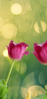 Vibrant pink tulips in a lush green garden setting.