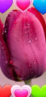 Magenta tulip with dew, surrounded by colorful hearts on wallpaper.