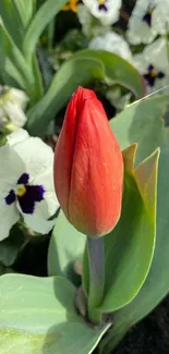 Red tulip surrounded by colorful flowers in a garden.