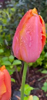 Close-up of a pink tulip kissed by raindrops in a lush green garden.