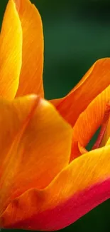 Closeup of a vibrant orange tulip with red hues in natural setting.