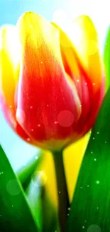 Vibrant tulip with green leaves in bright colors.