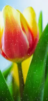 Close-up of a vibrant tulip with lush green leaves.