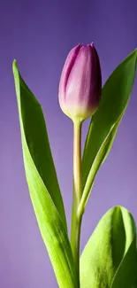 Purple tulip with green leaves against a soft purple background.