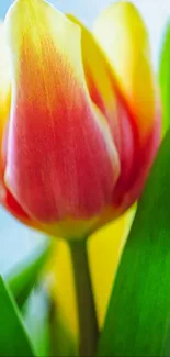 Close-up of a colorful tulip with vibrant green leaves.