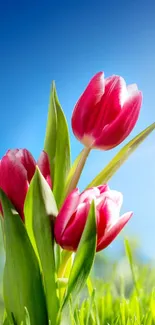 Bright pink tulips under a clear blue sky with green leaves.