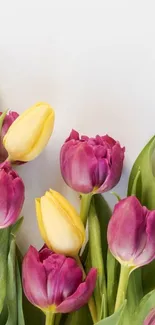 Vibrant yellow and purple tulips with green leaves on a white background.