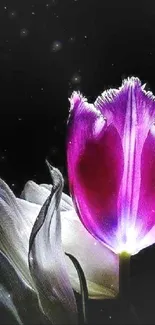 Vibrant pink tulip on a dark background wallpaper.