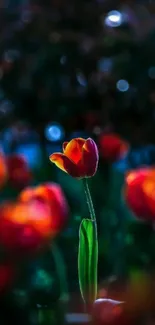 Vibrant red tulip in a night scene with dark green background.