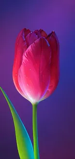 A red tulip against a blue and purple gradient background.