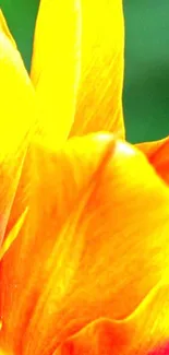 Close-up of vibrant orange tulip petals mobile wallpaper.