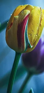 Yellow tulip with dewdrops and purple backdrop.