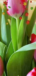 Vibrant pink tulips with green leaves.