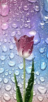 Vibrant purple tulip with raindrop background.